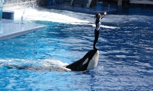 orlando-3577183_1920