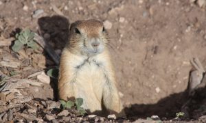 prairie-dog-1819232_1920