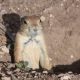 prairie-dog-1819232_1920