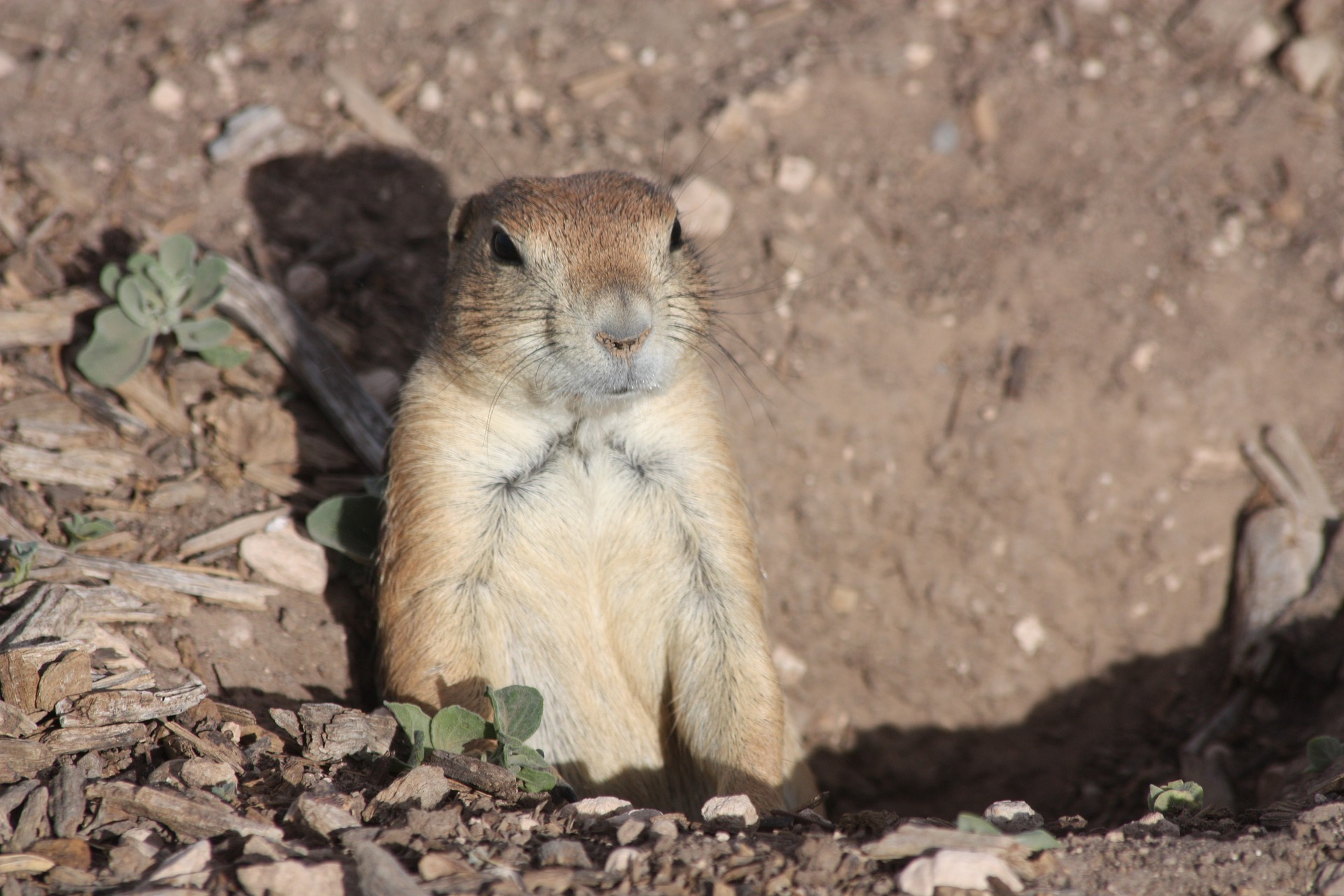 prairie-dog-1819232_1920