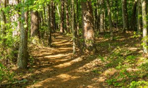 shady-forest-5150594_1920