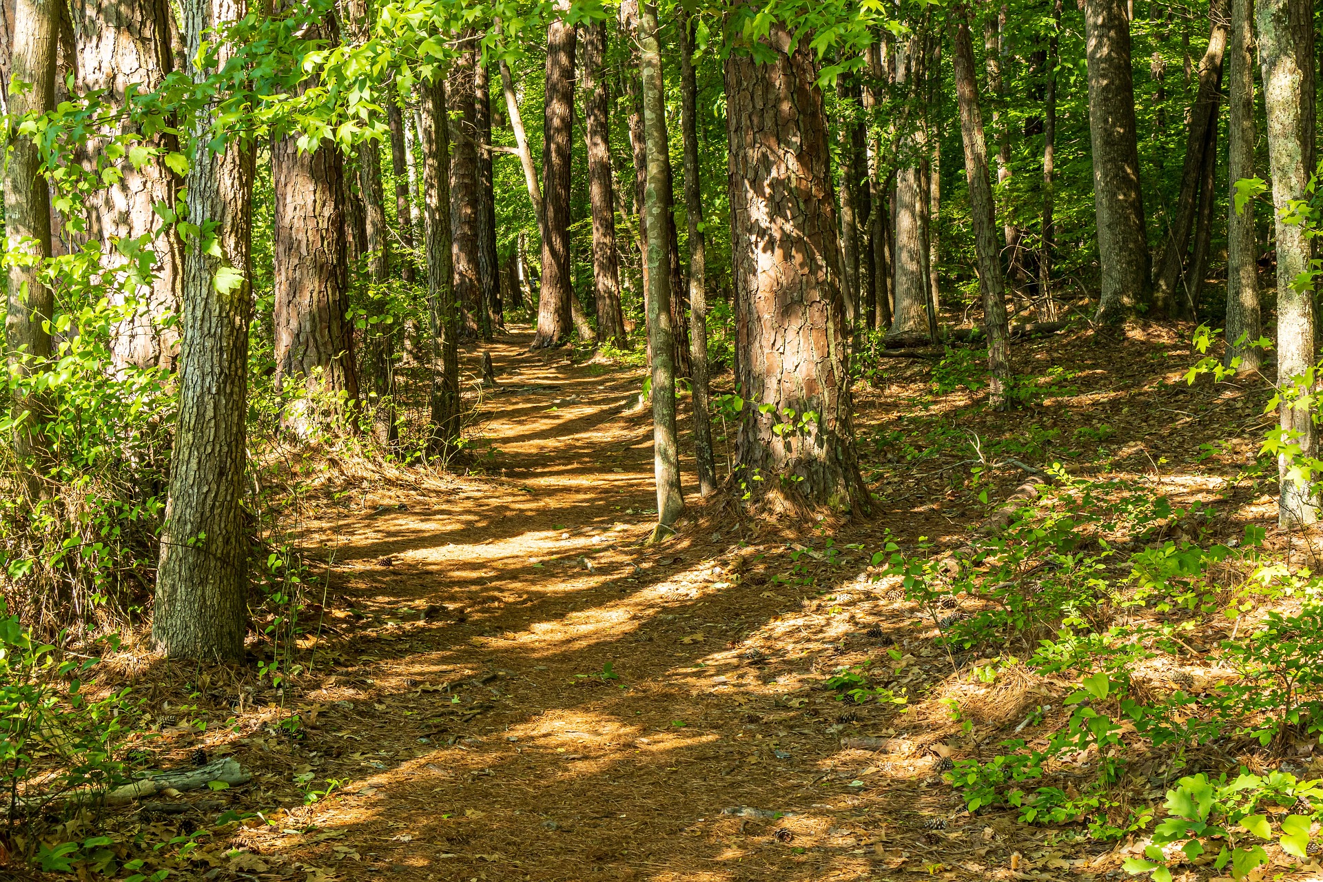 shady-forest-5150594_1920